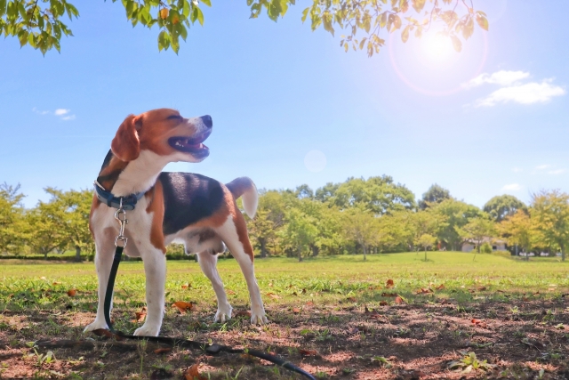 愛犬のビーグル