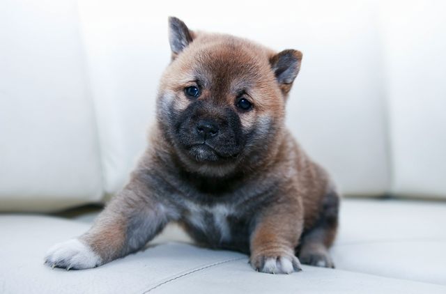 愛犬の柴犬
