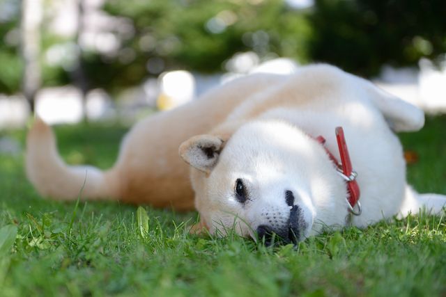 愛犬の柴犬