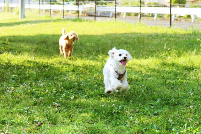 愛犬