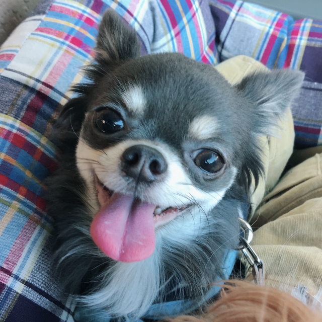 愛犬とドライブ
