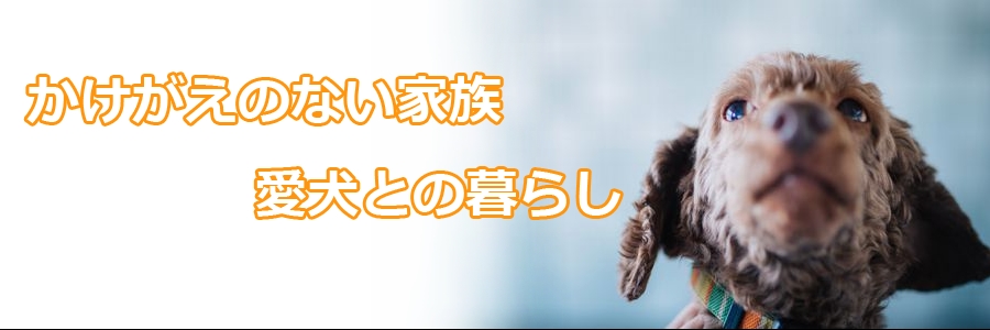 【愛犬家の体験談】かけがえのない家族になった愛犬との暮らし
